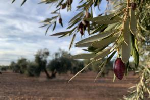 Conoce Castilla-La Mancha-Castilla-La Mancha mejorará el ‘Plan de Seguros Agrarios’, que aumentará su presupuesto un 25% respecto al año anterior